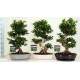 Ficus microcarpa Ginseng in zwart en grijs keramiek