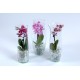 Phalaenopsis Mini 1 spike + Glass Mix + Waterpearls