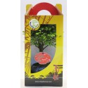 bonsai mix 13 cm broom + plate in giftbox, valentine/mothersday