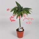 Begonia albo-picta 'Rosea'